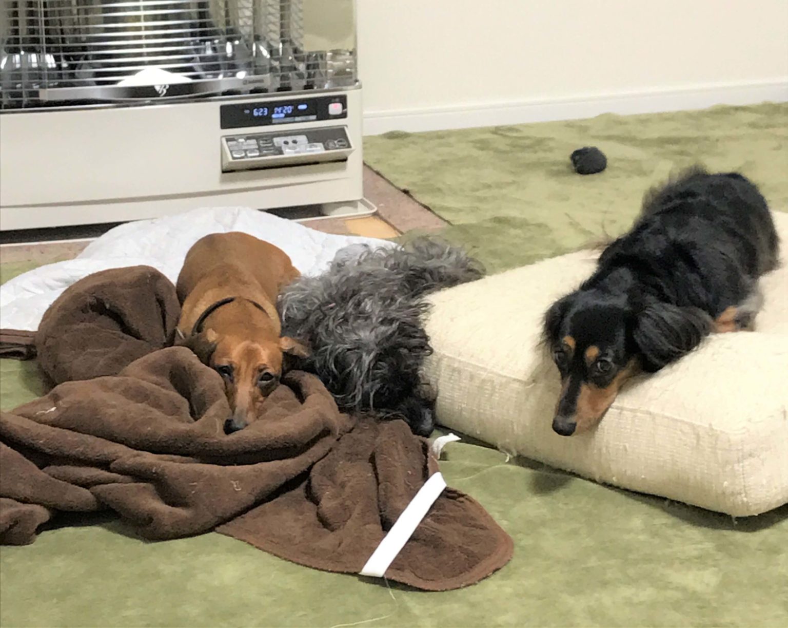 【多頭飼い】犬たちの関係性のこと ひとりと三匹、ゆきだるま 【多頭飼い】犬たちの関係性のこと ひとりと三匹、ゆきだるま